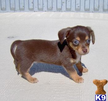 Mixed Breed Puppies for Sale